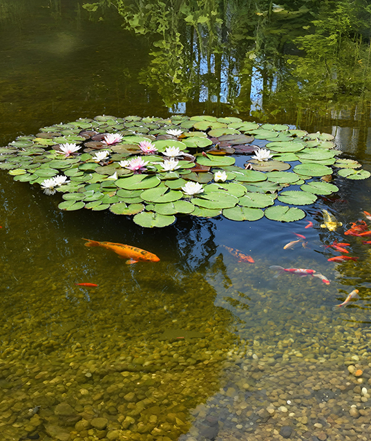 ECO FRIENDLY POND
